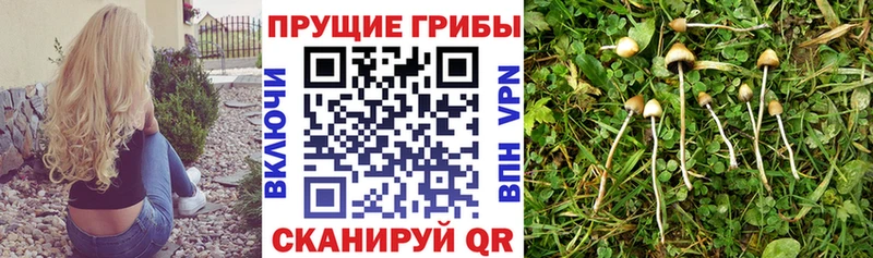 Псилоцибиновые грибы MAGIC MUSHROOMS  ОМГ ОМГ зеркало  Порхов  что такое  